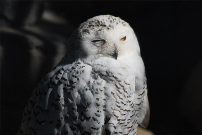 ueno zoo snowy owl